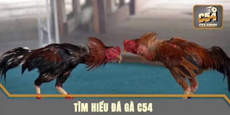 Đá Gà C54 Cập Nhật Lịch Trận Rõ Ràng